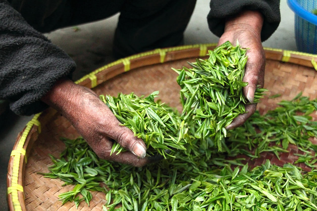 Il tè verde: l'acceleratore metabolico naturale